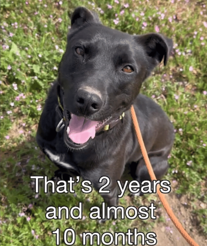Staff Puzzled As Perfect Dog Still Waiting for Forever Home 1026 Days Later