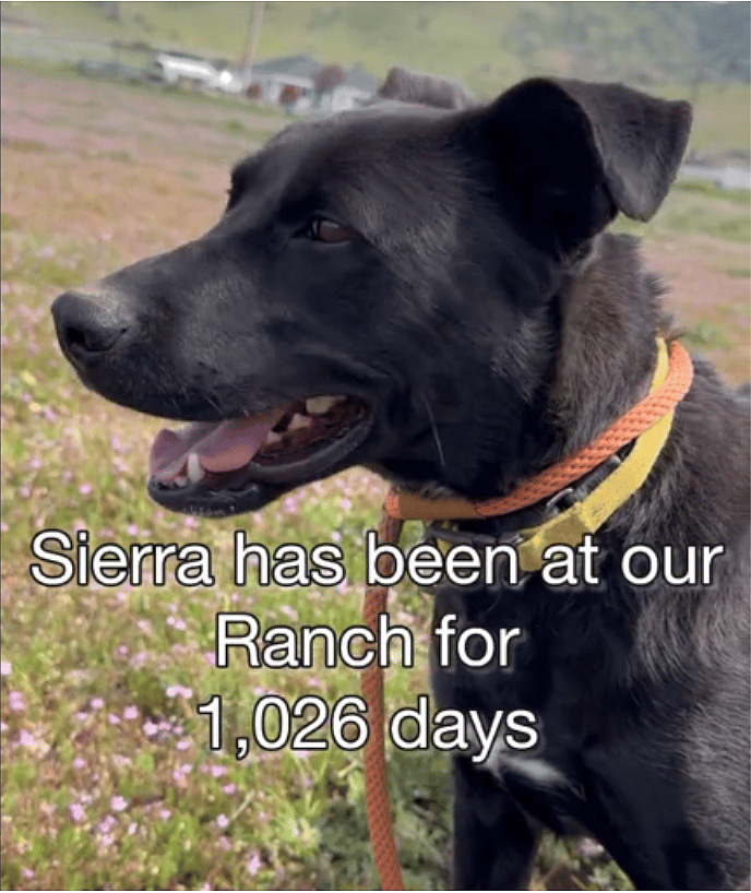 Staff Puzzled As Perfect Dog Still Waiting for Forever Home 1026 Days Later