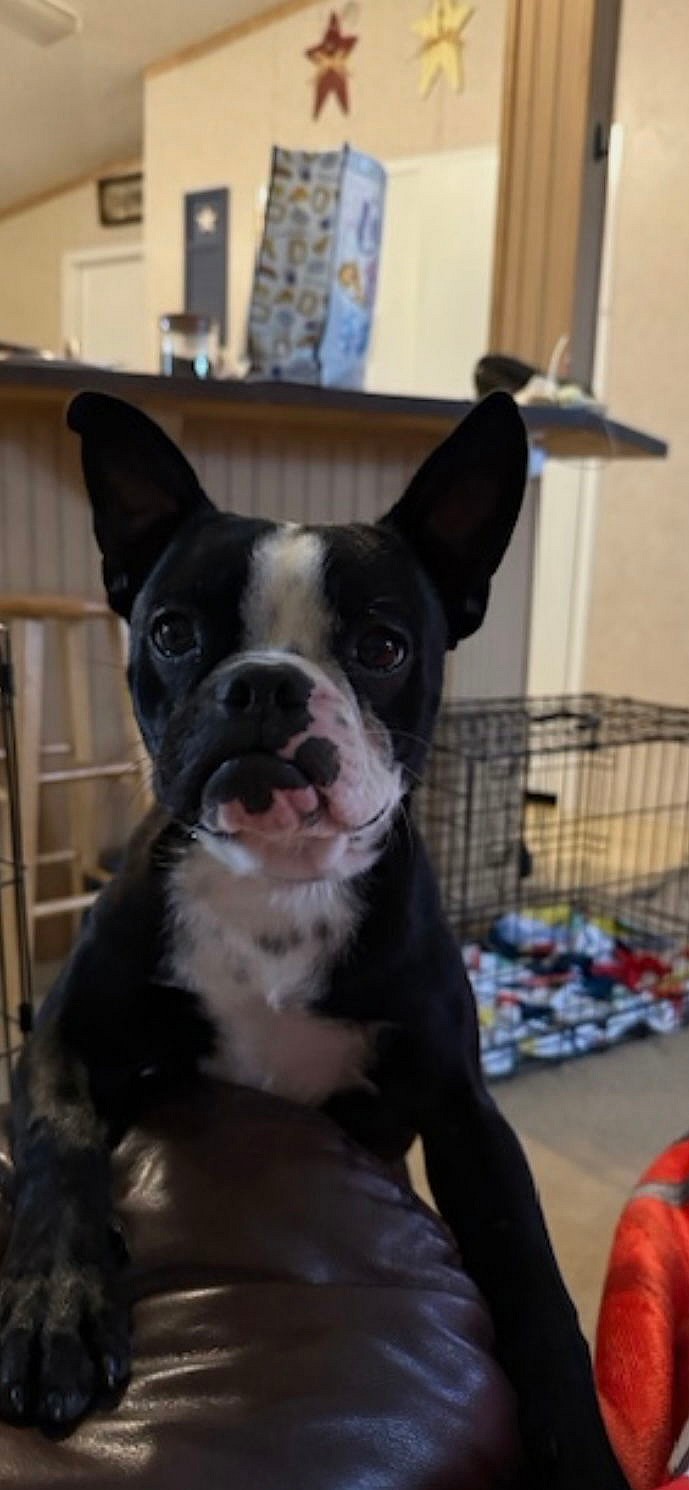 Bodine - Boston Terrier