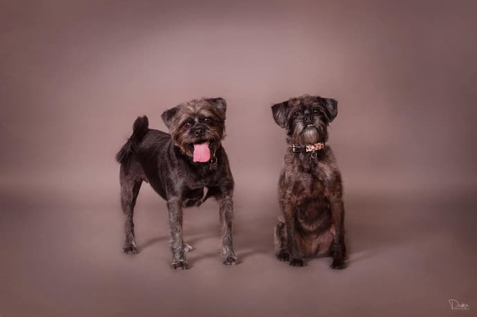 two Pugapoos