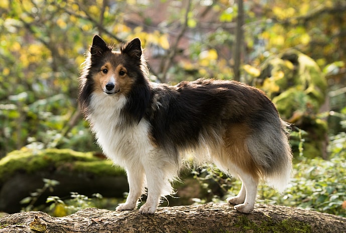 Dog Names that Start with T