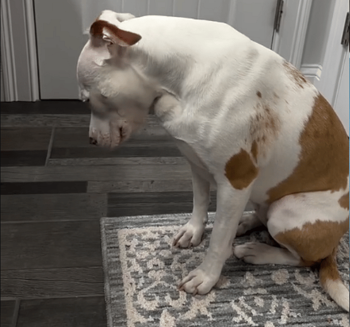 Deaf Dog that ‘Nobody Wanted’ Finds True Happiness With Loving Family 