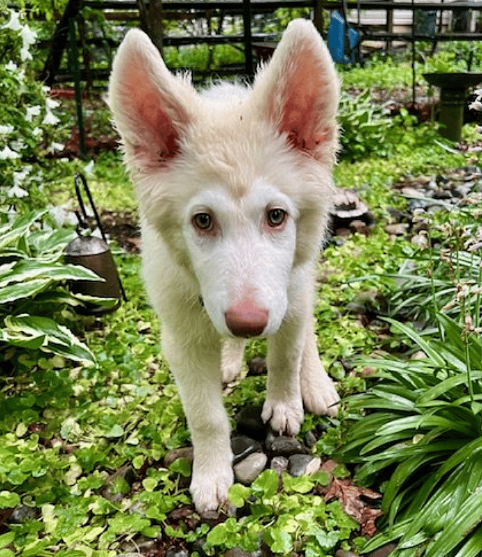 Dog Rescued from Flea Market Scores Private Plane Ride But Still Needs Forever Family