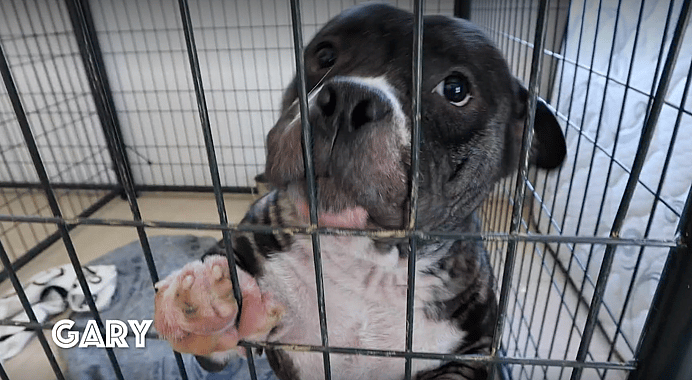 Gary the homeless dog