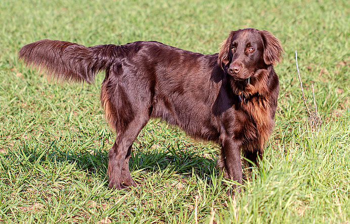 A Flat-coated Retriever standing on a field of grass, Flat-coated Retrievers are among the dog breeds most prone to cancer