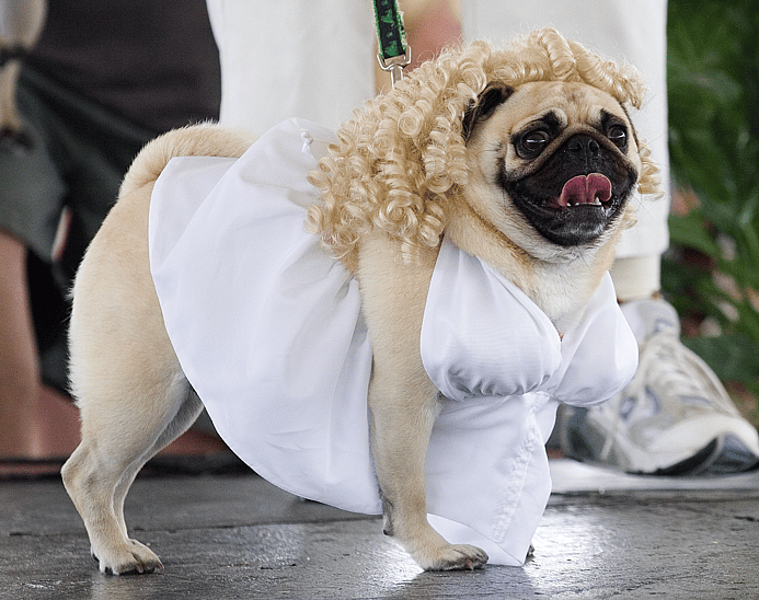 Dog dressed up in National Dress Up Your Pet Day