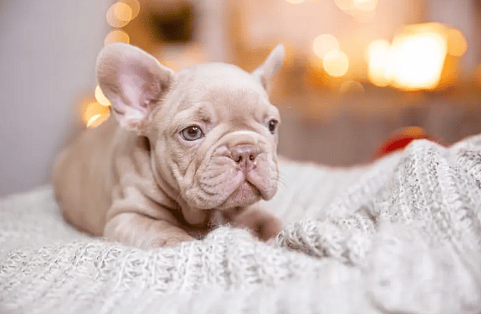 an isabella frenchie