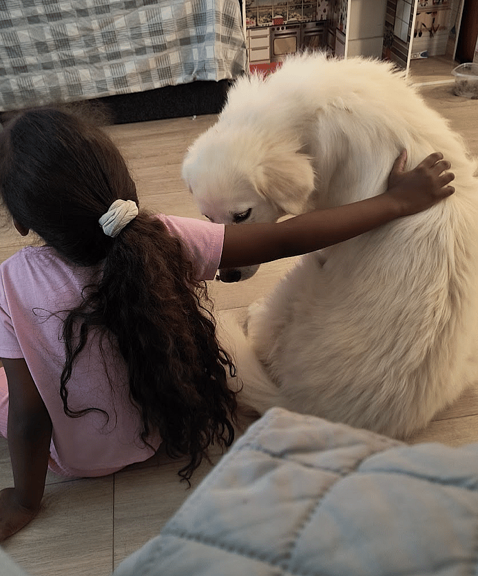 Annie - Great Pyrenees