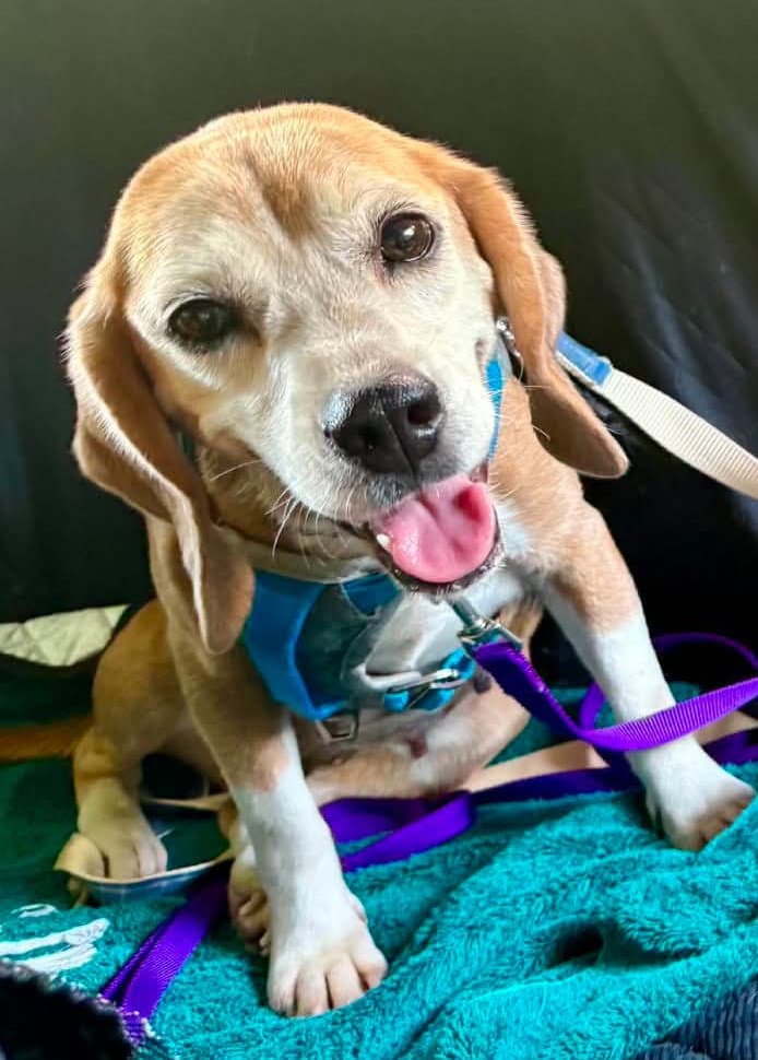 Bootsie - Beagle