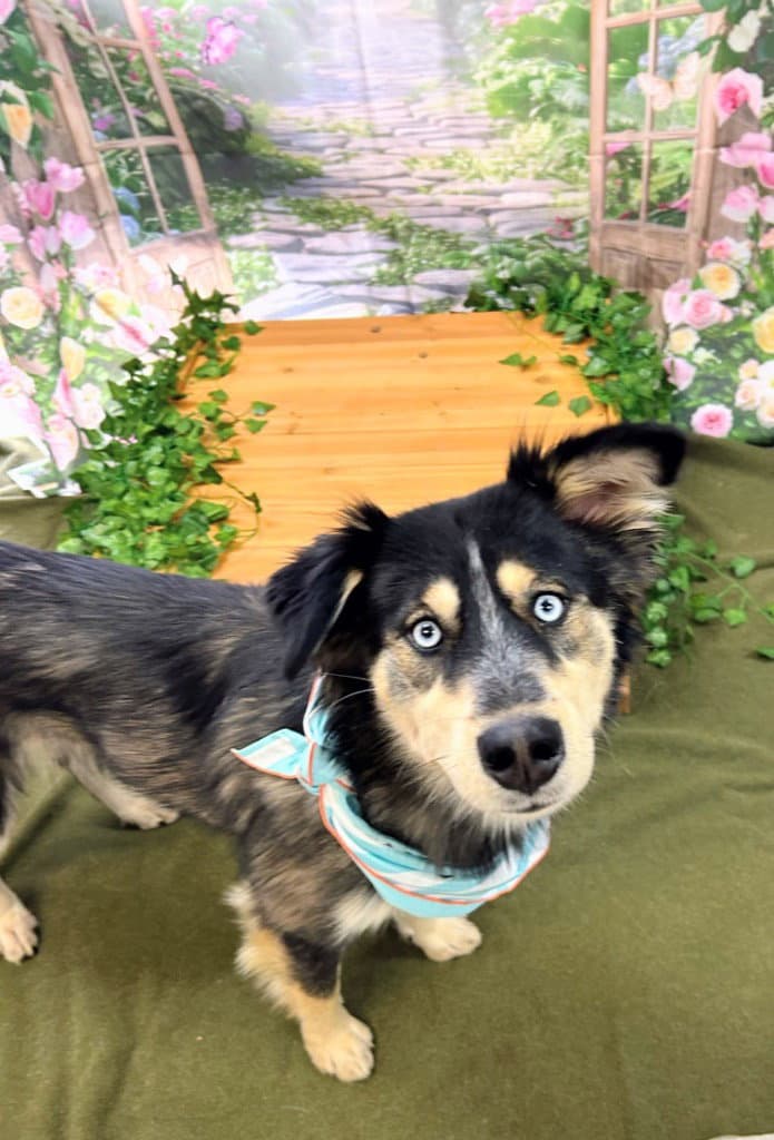 Dahlia - Australian Shepherd