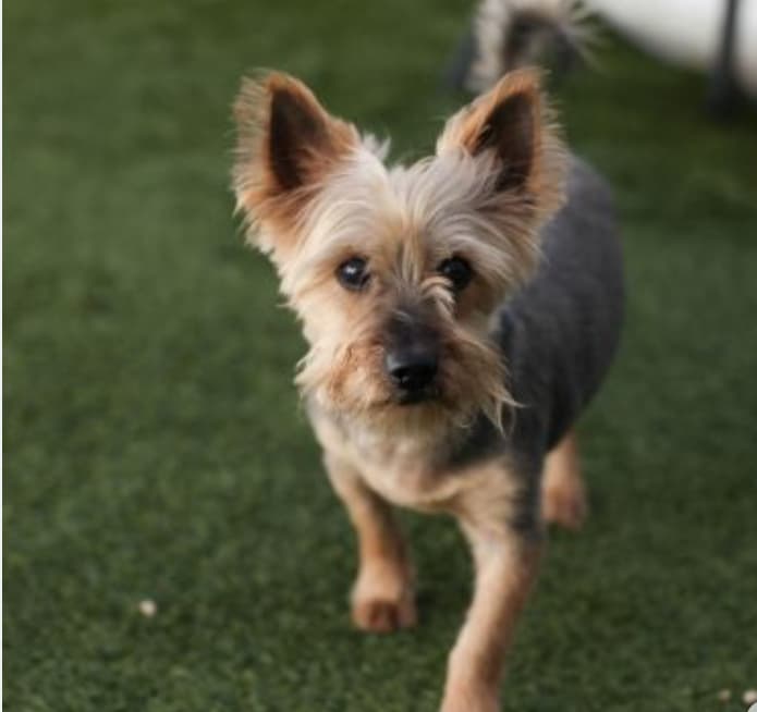 Neglected & Left to Die By Previous Owners, This Senior Yorkie is Ready to Love Again