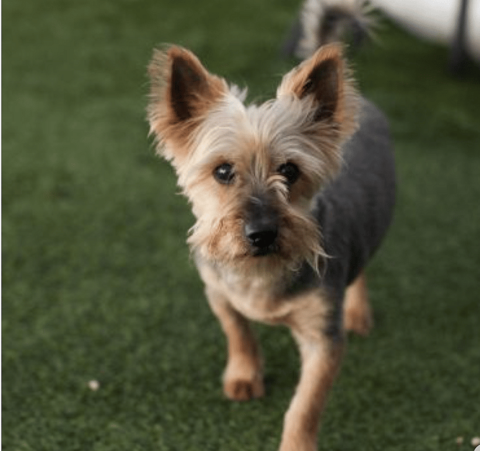 Neglected & Left to Die By Previous Owners, This Senior Yorkie is Ready to Love Again