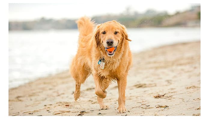 golden retriever at beach