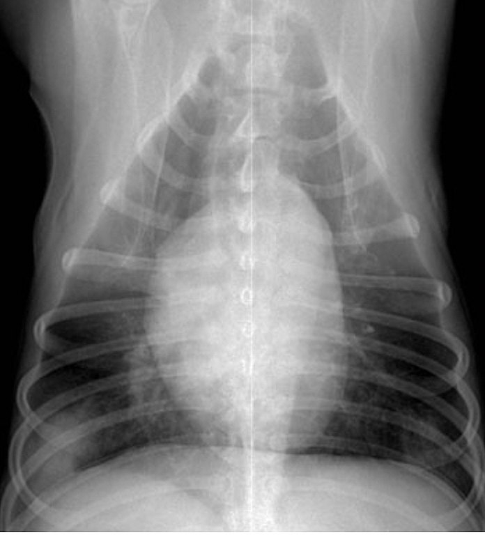Valley fever in dogs lungs