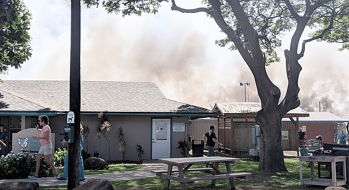 Shaved Ice for Shelter Dogs in Hawaii
