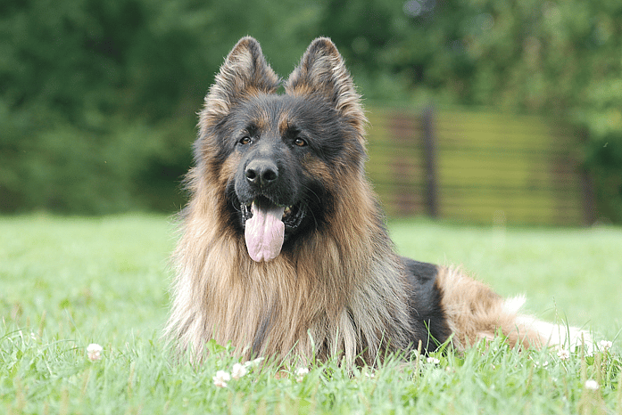 Fluffy German Shepherds