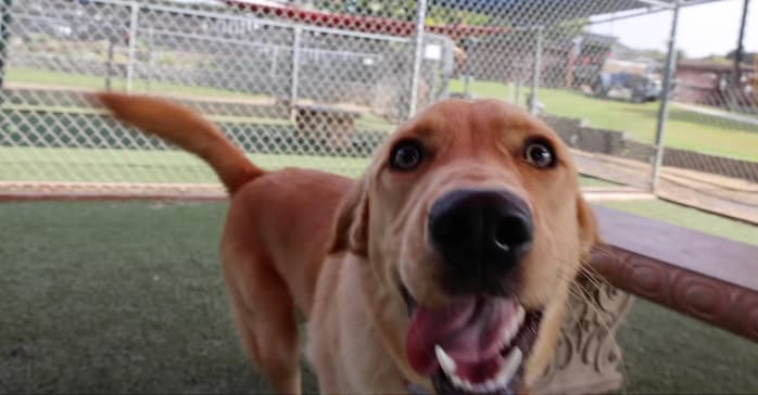 Why Won't Anyone Adopt This Retriever?
