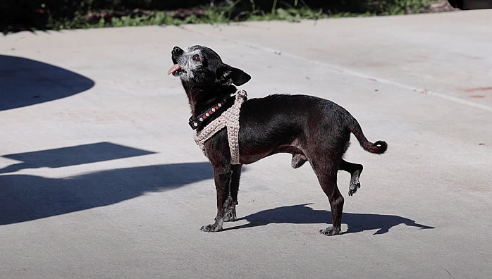 Letting a tiny Homeless Dog Pick his First Meal