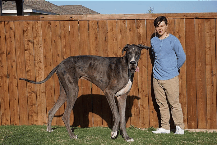 Tallest Dog In The World