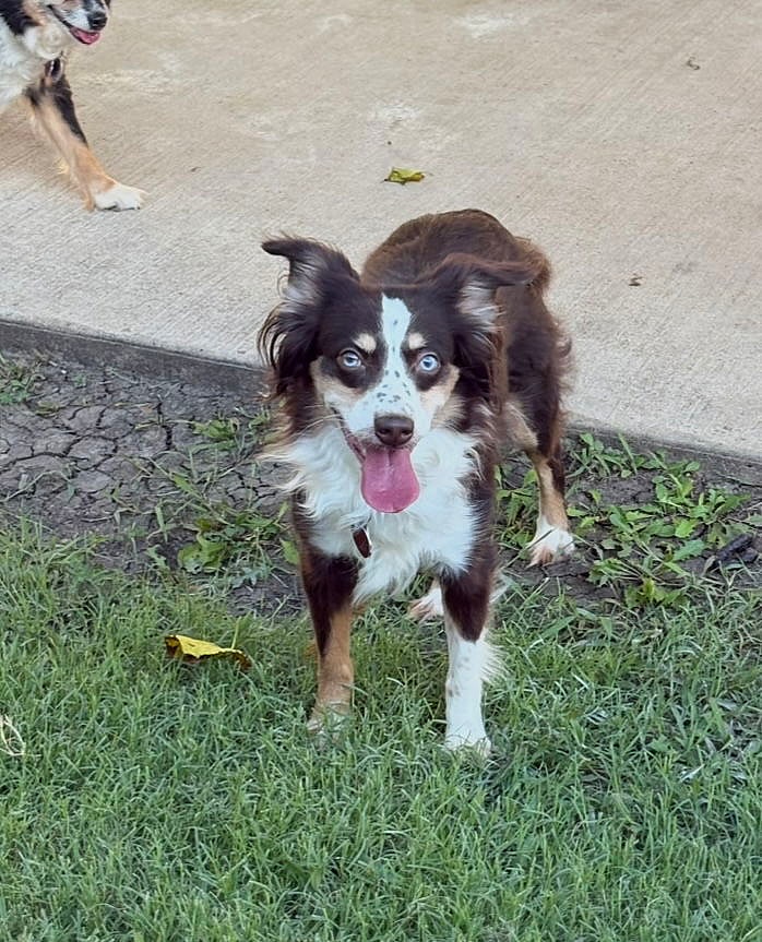 Layla - Australian Shepherd