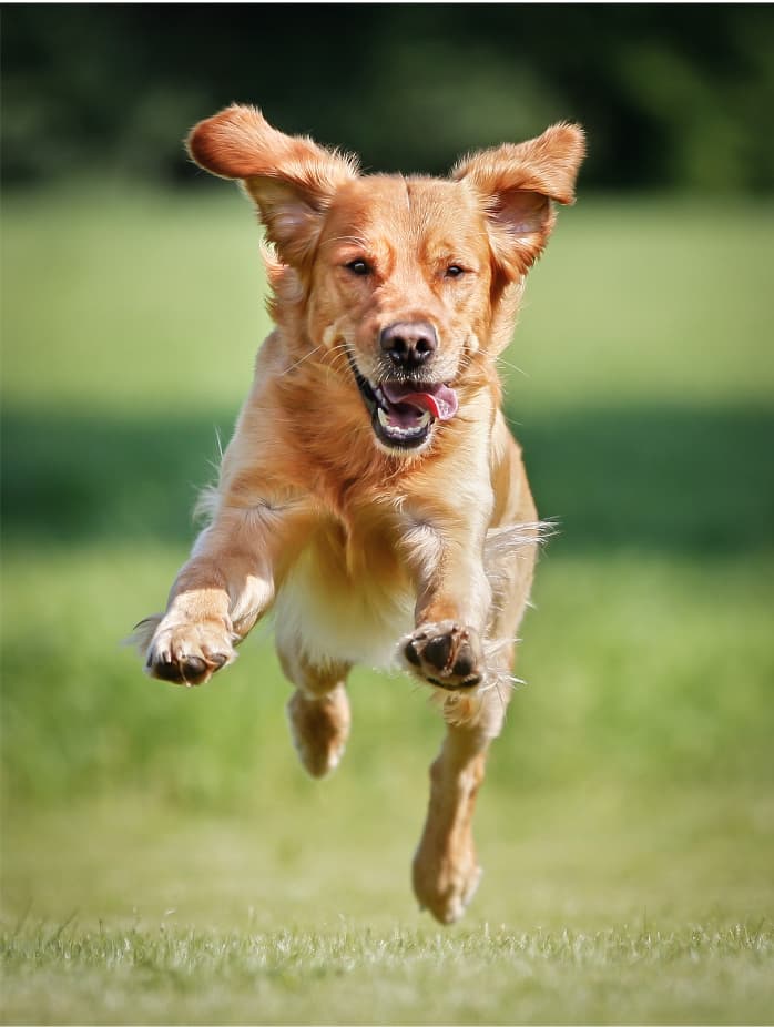Golden Retriever Names