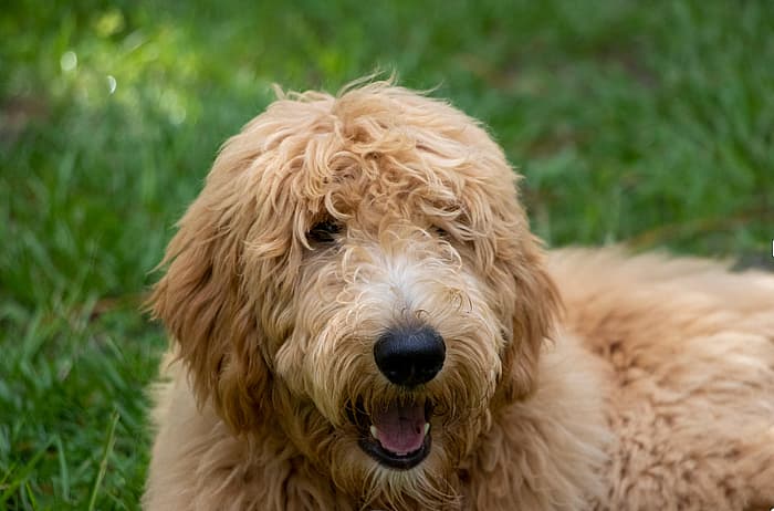 Goldendoodle Names