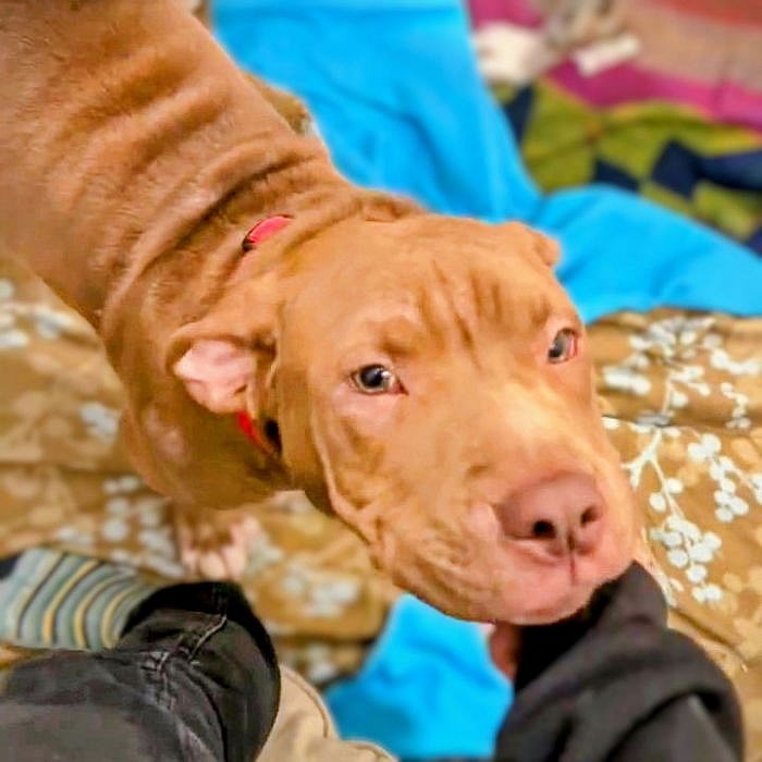 Yam - Pit Bull Terrier