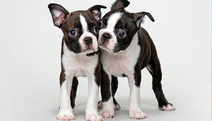 2 puppies developing Littermate Syndrome