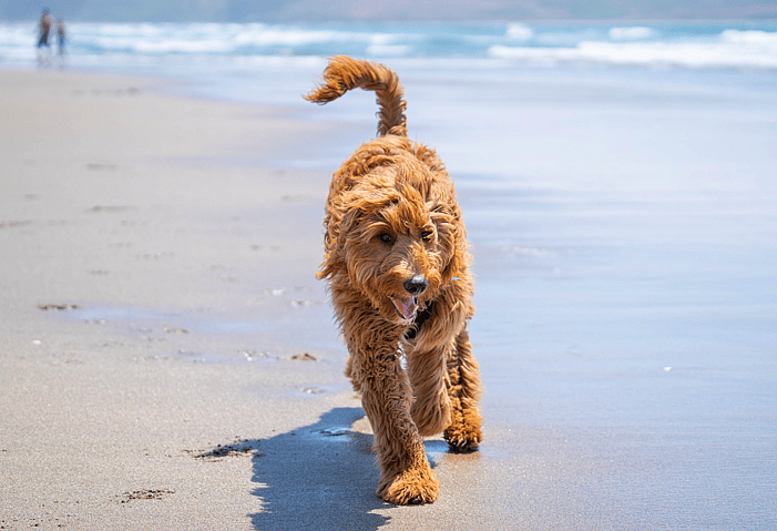 Goldendoodle Names
