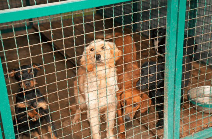  Debate Between Dog Breeders and Adoption Advocates - A dog in the shelter