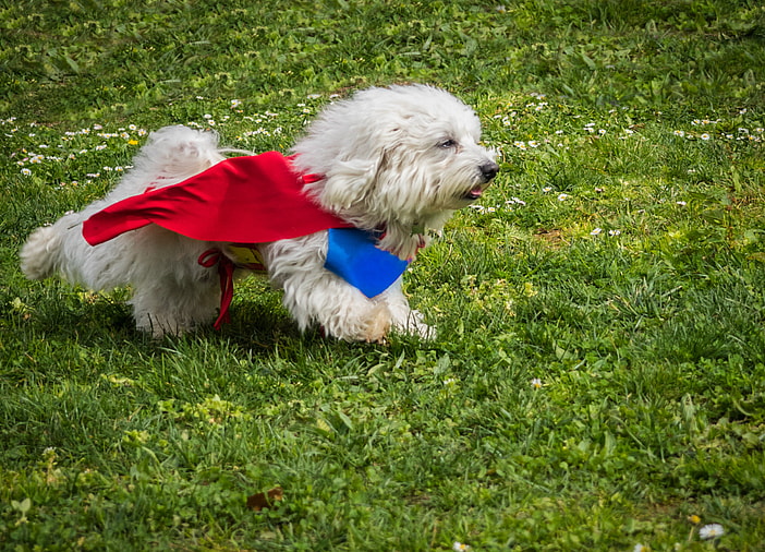 Superhero Dog Names