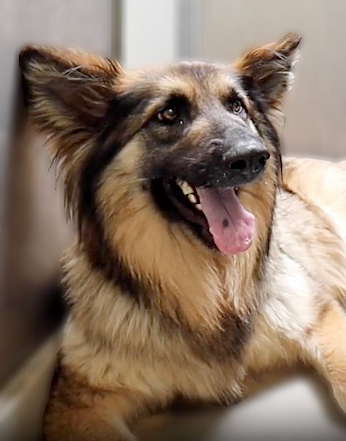 Rare Breed - Fluffy Shelter Dog