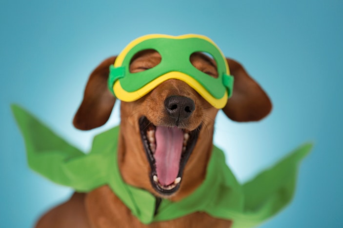 Superhero Dog Names ????
