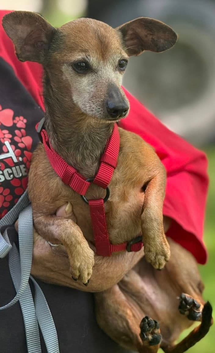 Sammy - Chihuahua
