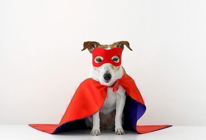 Superhero Dog Names ????