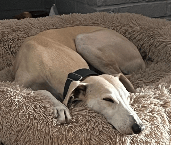Lurcher Dogs