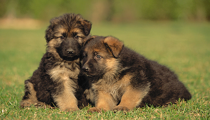 2 puppies emotionally attached 