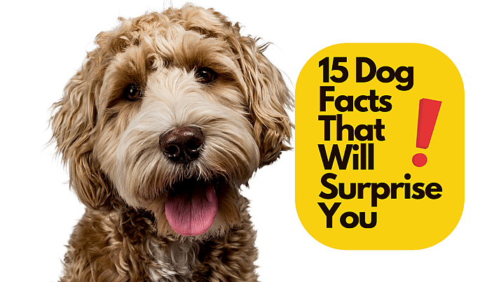 Facts about dogs
