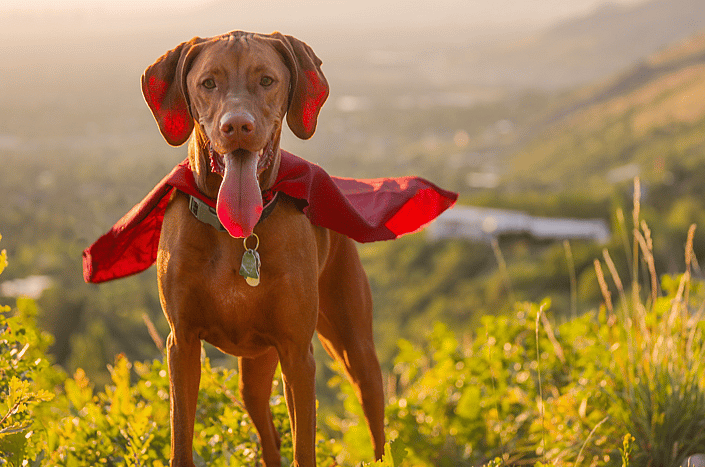 Marvel Names for Dogs