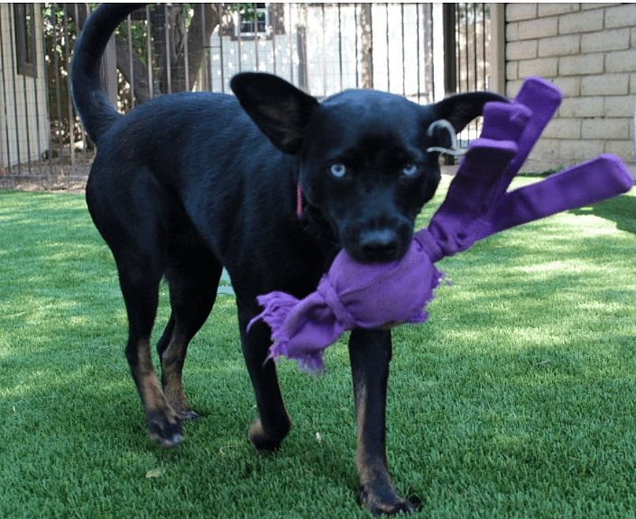 Stray Dog Rescued With Rotting Skin Amazes Everyone With Her Transformation