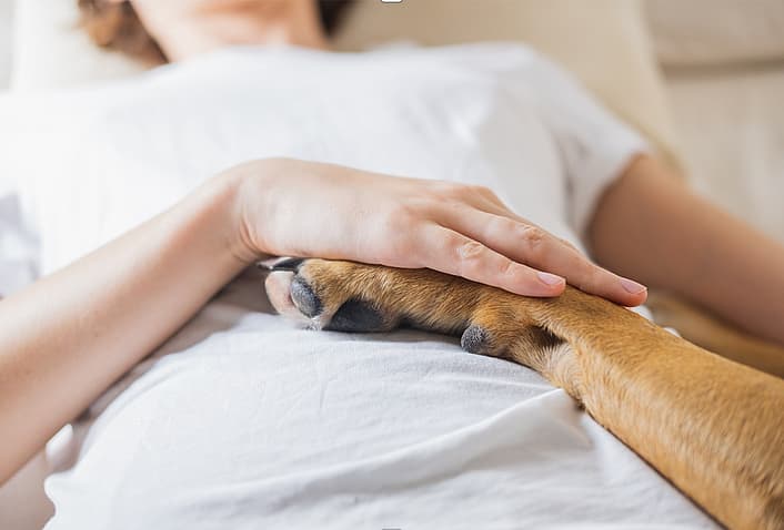 dog sleeps in bed