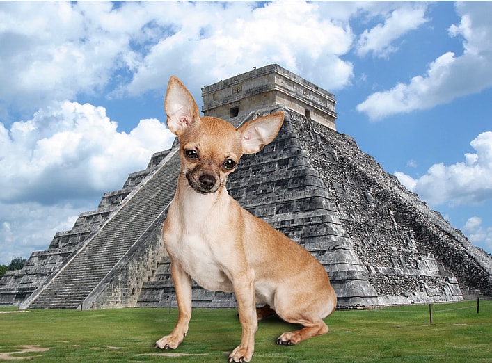 Mexican Dog Breeds - Chihuahua