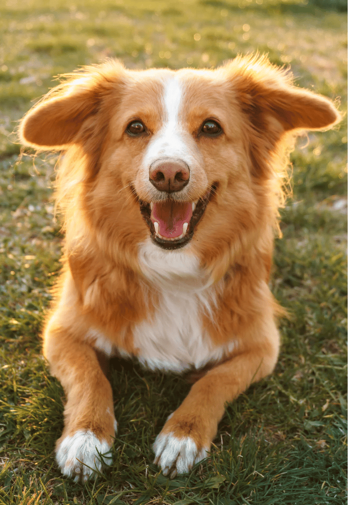 Gender-Neutral Dog Names