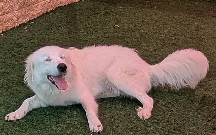 Helen - Great Pyrenees