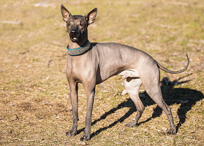 Mexican Dog Breeds - The Xoloitzcuintli