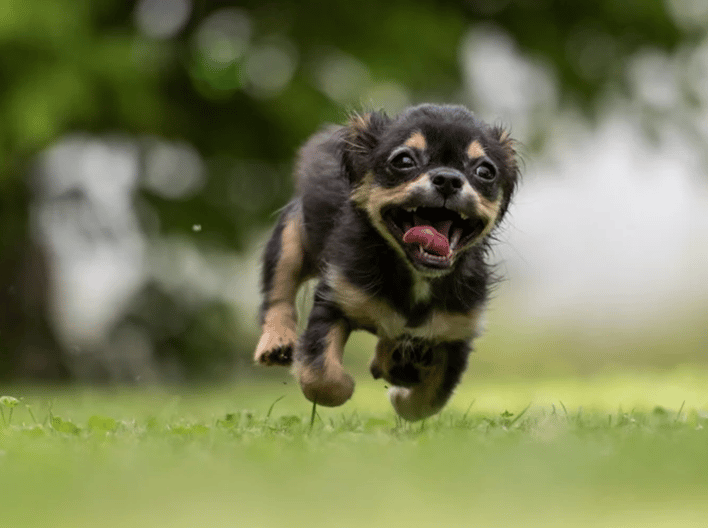 playful puppy