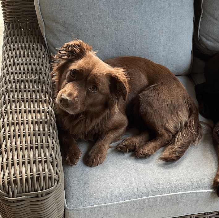 Ryley up for Adoption