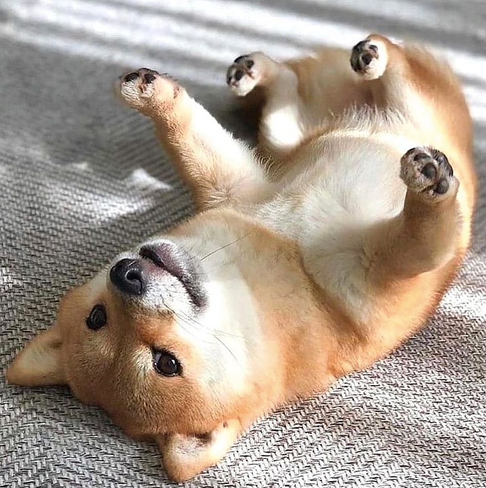 just like cats, shiba inus are graceful creatures that are incredibly easy to train. almost a cat dog hybrid