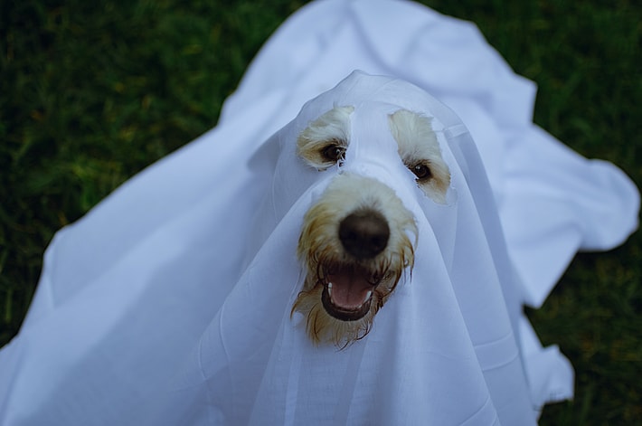Gothic Names for Dogs