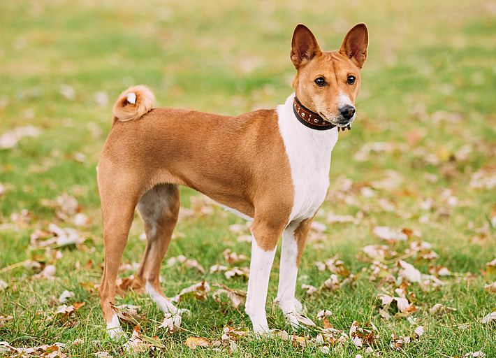 Ancient Dog Breeds - Sprited Basenji